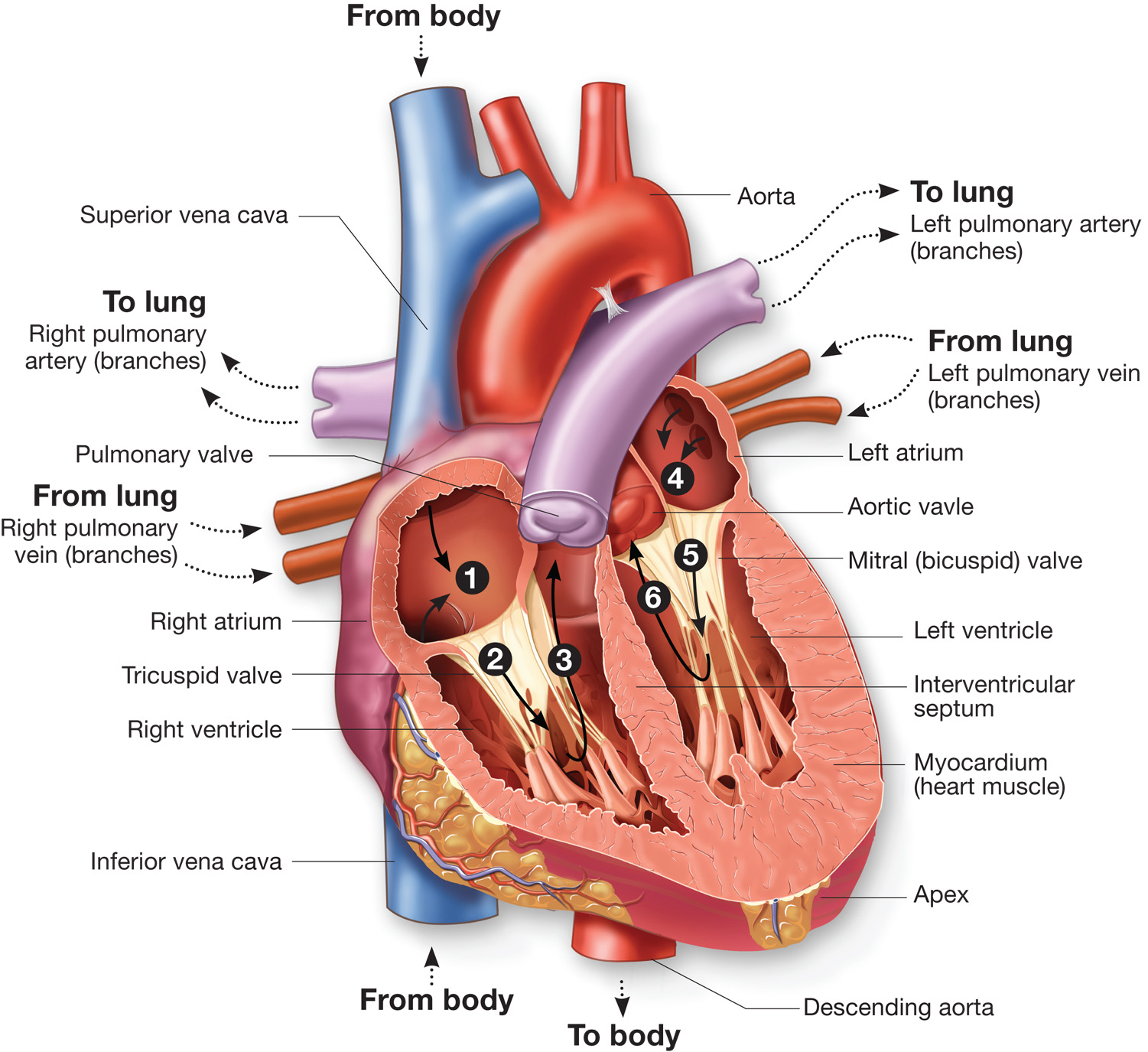 How does blood flow through the heart?